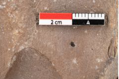 Foto (Detailsansicht) von Quercus palaeoilex Ettingshausen (NHMW-GEO-2024-0188-0781)